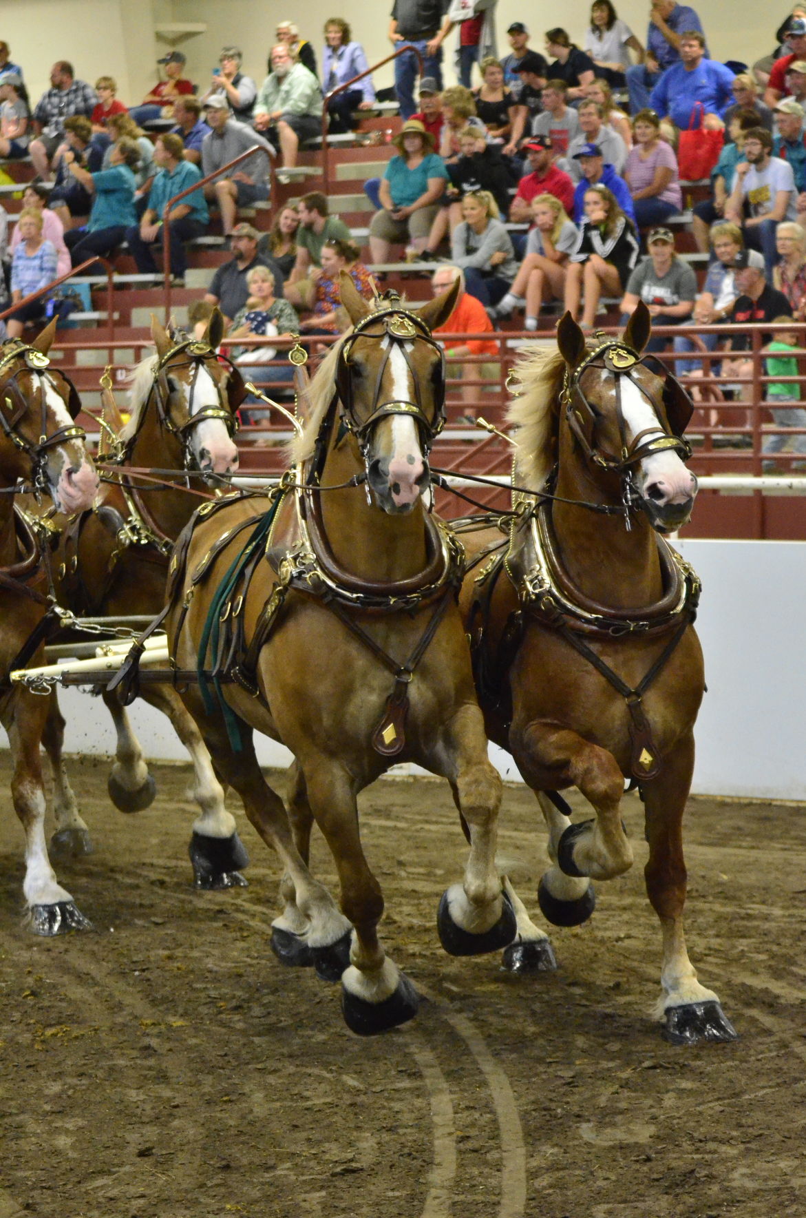 8-25-19 Draft Horse Hitch Final (107).JPG
